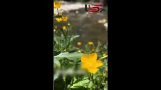 فال و طالع بینی امروز 18 خرداد + فیلم