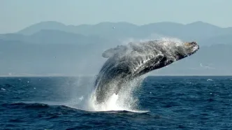 تصاویری عجیب و دیدنی از شکار نهنگ در قشم+فیلم