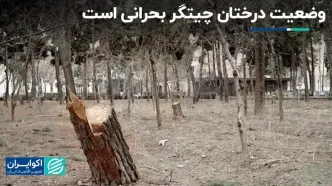 وضعیت درختان چیتگر بحرانی است