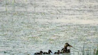 زادآوری گونۀ اردک نوک پهن در تالاب گندمان
