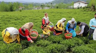 پول چایکاران هر هفته پرداخت می شود / سازمان چای کشور از واریز مطالبات کشاورزان سود، درآمد و منافعی ندارد