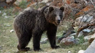 نجات یک قلاده خرس در چهارمحال و بختیاری/ ویدئو
