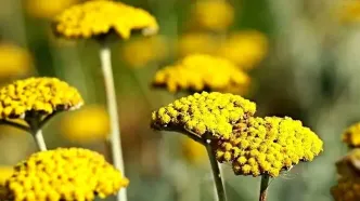 خواص عجیب و خطرناک عرق بومادران برای سلامت بدن