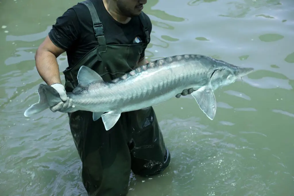 قیمت انواع ماهی ۱۸ اسفند ۱۴۰۴