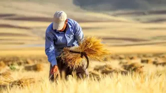 پرداخت ۳۳ همت از ۸۵ همت طلب کشاورزان پاسکاری می‌شود