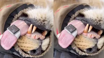 بستن اپل واچ دور زبان یک شیر برای اندازه‌گیری ضربان قلب + فیلم