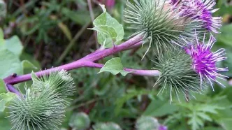 خواص معجزه آسای گیاه بابا آدم برای سلامت بدن