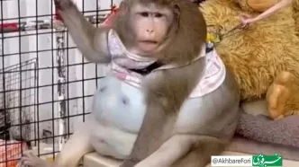 چاق‌ترین میمون جهان تلف شد