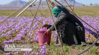 زعفران کشور با برندهای غیرایرانی صادر می‌شود