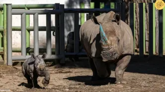 (ویدئو+ عکس) تولد یک بچه کرگدن سفید در خطر انقراض