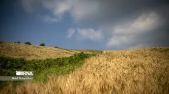 گندمکاران بخوانند/ زمان پرداخت مطالبات گندمکاران اعلام شد