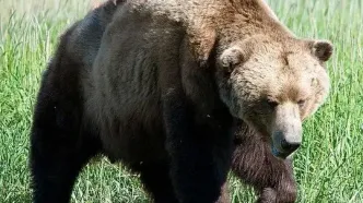 این خرس برای ورود به خانه مردم در می زند!+ فیلم