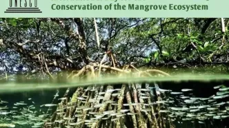 ۲۶ ژوئیه از یونسکو روز جهانی حفاظت از اکوسیستم‌‌های مانگرو نام گرفته که در معرض نابودی هستند