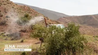 مبارزه با ملخ‌های بومی در فارس برای سومین سال متوالی