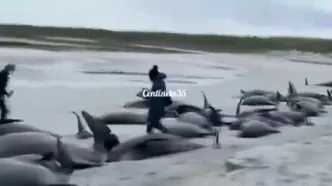 مرگ 65 نهنگ خلبان در سواحل الجزایر