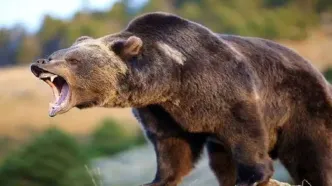 حمله وحشتناک خرس به یک چوپان در چهارمحال و بختیاری