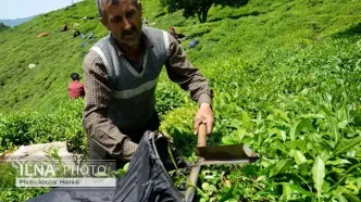 بیش از ۸۶ هزار تن برگ سبز چای خریداری شد