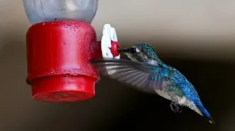 (ویدئو) پناهگاه کوچکترین پرنده جهان