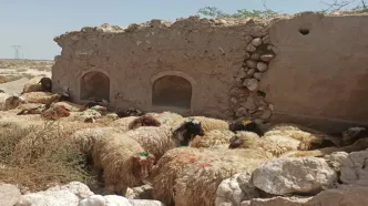 قیمت جدید دام زنده اعلام شد/ گوسفند و گوساله چقدر قیمت خورد + جدول