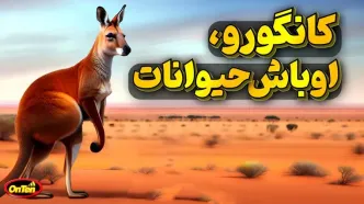 (ویدئو) کانگورو؛ حیوانی عجیب که قهرمان کیک بوکسینگ، کشتی و بدنسازی است!