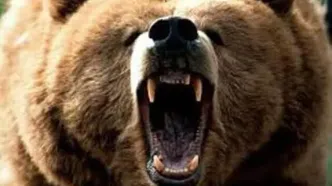 حمله خرس به یک چوپان در چهارمحال و بختیاری