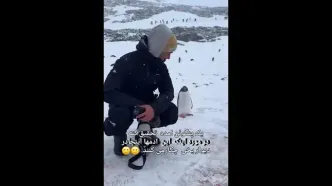 کنجکاوی پنگوئن از حضور عکاسان