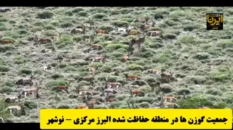 (ویدئو) جولان گوزن زرد ایرانی در مازندران