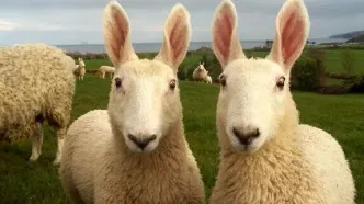 گوسفند خرگوشی غول‌پیکر ۱۸۰ کیلو است