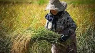 آغاز برداشت برنج در شمال کشور؛ گیلان پیشتاز شد