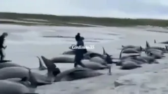 (ویدئو) تلف شدن ده‌ها نهنگ در سواحل اسکاتلند