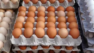 قیمت تخم مرغ ۲۸ تیر۱۴۰۳ /قیمت تخم مرغ محلی بسته ای چند؟