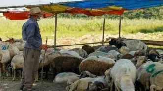 نوسان قیمتی گوسفنده زنده در میادین