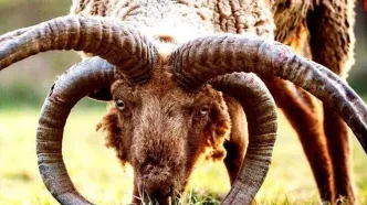 مانکس لوگتان؛ کمیاب‌ترین گوسفند جهان با چهار شاخ ماقبل تاریخ!