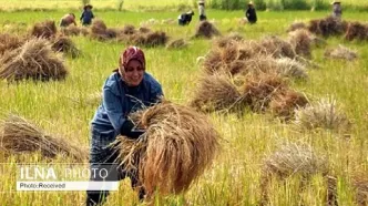 آغاز برداشت برنج در شالیزار‌های ساری