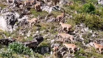 (ویدئو) حرکت بز‌های کوهی و آوازخوانی کبک‌ها در ارتفاعات البرز