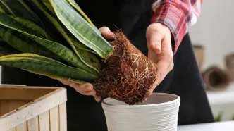 علائمی که نشان می‌دهند گیاه‌تان به خانه بزرگ‌تری نیاز دارد