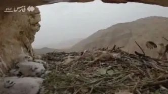 (ویدئو) شکار لحظه غذا دادن عقاب ارتفاعات زاگرس به جوجه‌هایش