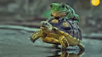(عکس) سواری گرفتن قورباغه از لاک‌پشت!