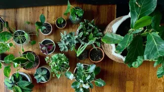 گیاهان آپارتمانی؛ مهمانان سبز خانه شما!