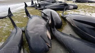 ویدیو: مرگ دسته‌جمعی ۶۵ نهنگ در سواحل شمال اسکاتلند