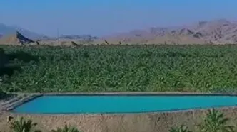 استان بوشهر ،نخلستان های کوهستانی رود فارایاب + فیلم