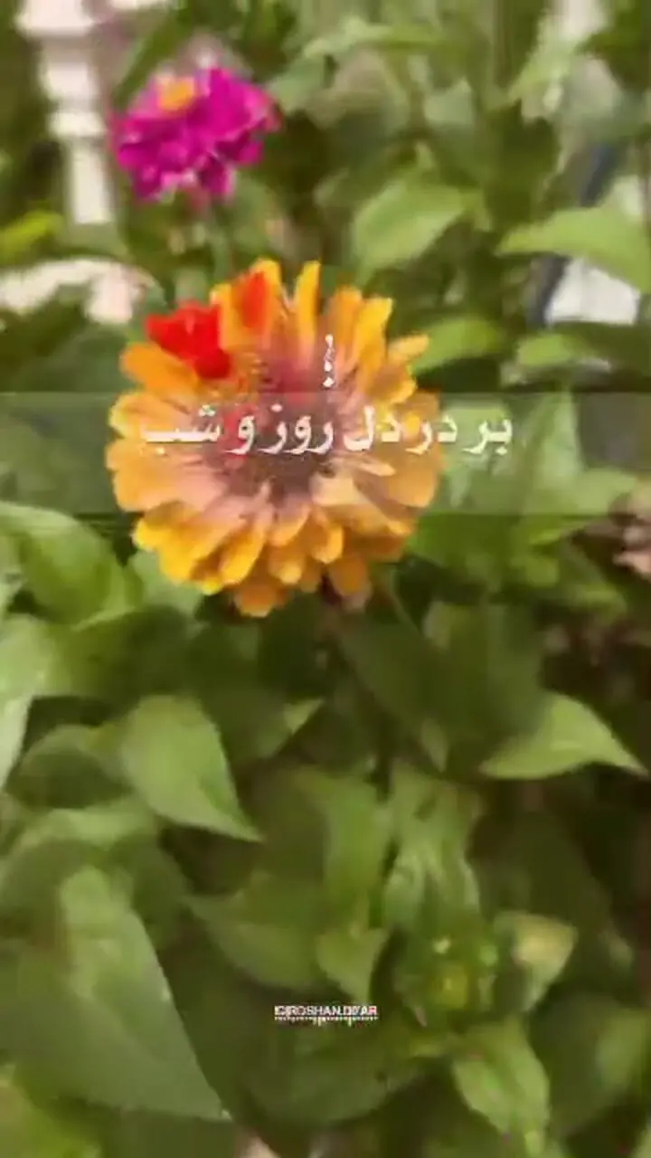 فال ابجد امروز 13 مرداد + فیلم