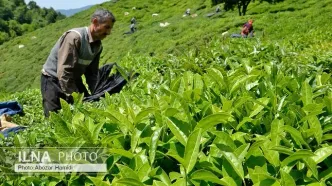 پرداخت ۷۲ درصدی سهم دولت از مطالبات چای کاران