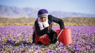 سقوط تولید زعفران