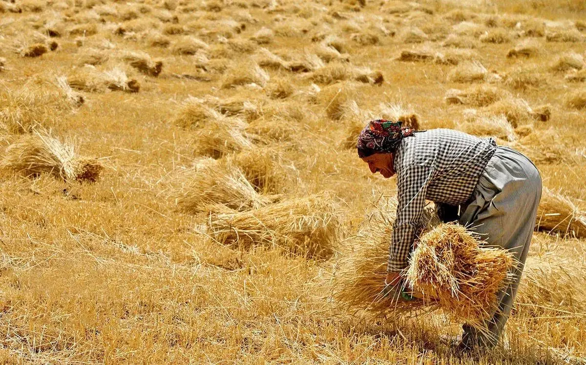 خبر آخر هفته ای از پرداخت مطالبات گندمکاران | گندمکاران بخوانند