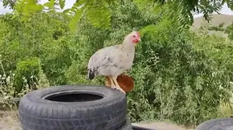 پخت مرغ با سبزیجات روی سنگ به روش بانوی روستایی ارومیه ای