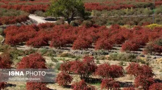 ببینید | تصاویر جذاب از مزارع زرشک در خراسان جنوبی