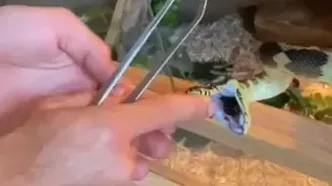 حمله ناگهانی یک مار به صاحبش حین غذا دادن!