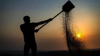 بیمه گندم اجباری شد /  مانده غرامت دولت به کشاورزان ۱۷۰ میلیارد تومان