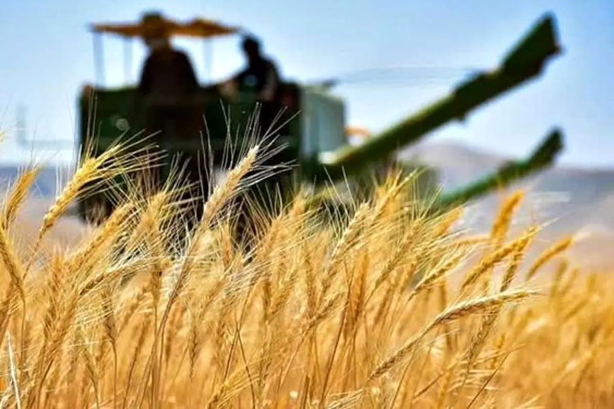 خبر وزیر جهاد کشاورزی برای گندمکاران/ زمان اعلام قیمت نهایی خرید گندم